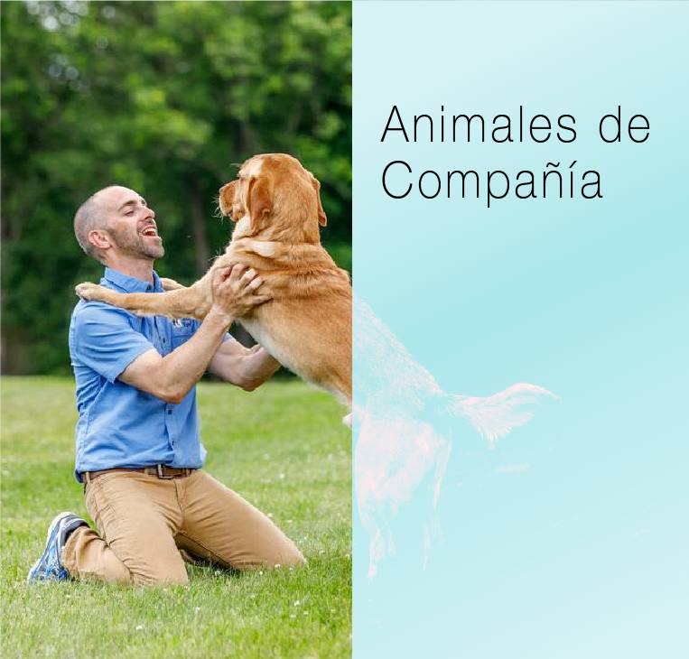 
Haga clic aquí para visitar la página  animals de compania